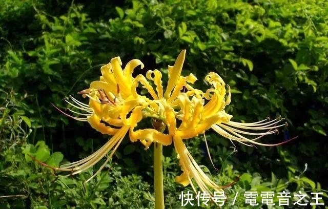 不一样花色的“彼岸花”,秋高气爽种植正佳,花期长花姿美