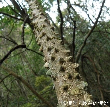 煎煮液|农村这种树,祛风除湿,消肿解毒,它还是稀罕的“飞龙掌血”