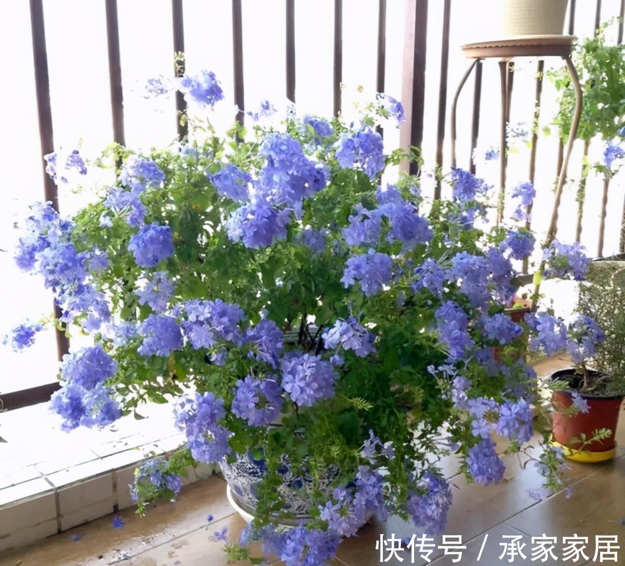 太阳花|5种漂亮花,一年能开200天,越热开的越猛,花朵蕾蕾满阳台