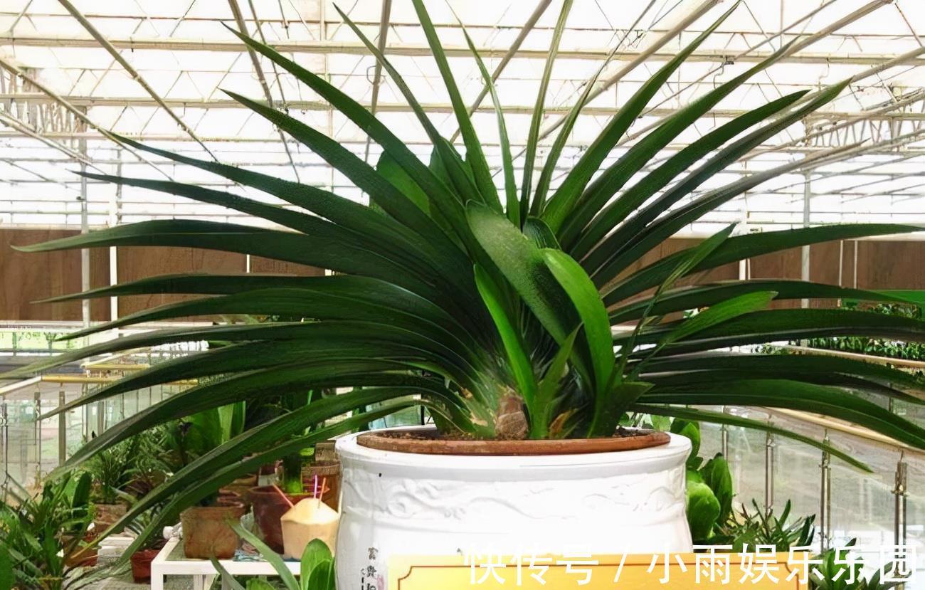 家里不要乱养花！6种养人花，吸废气制氧气，还有旺家的好寓意