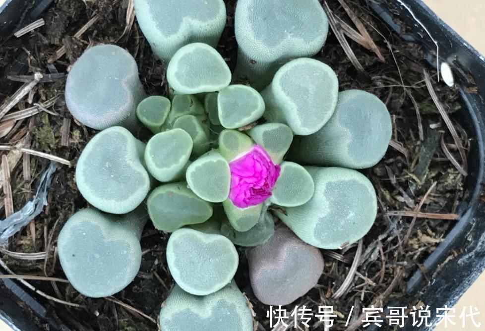 自来水|休眠中的多肉,遇上高温天,想“保命”就得落实此4点