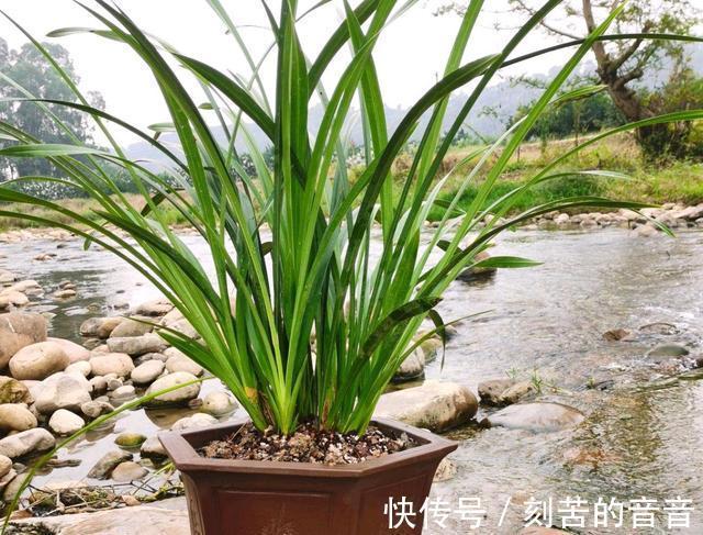 兰花真难养啊,十根九空,哪个环节出问题