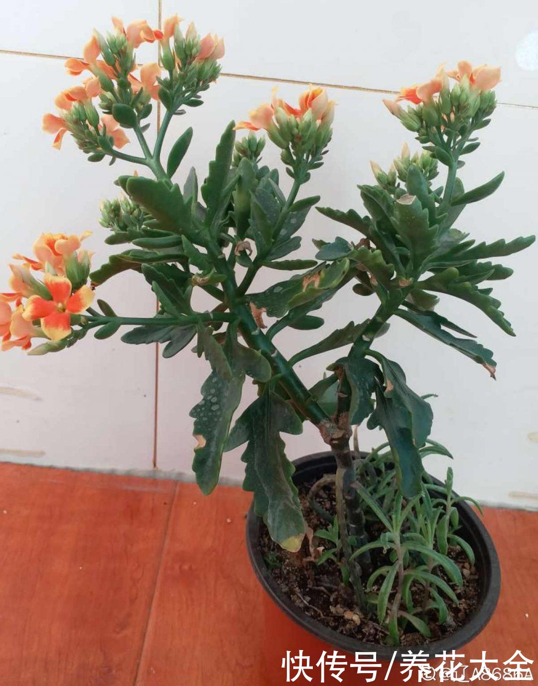 金银花|养到烦人的花，盆都不够用，扔掉还很心疼