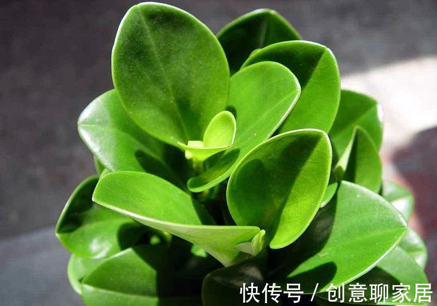 好处|植物“补光”好处很多，如何科学合理为植物补光呢？