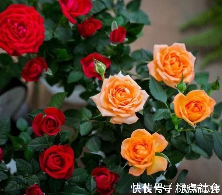 湿润|5种花比香水还好闻,一开就是大半年,四季有花赏,花美心情好