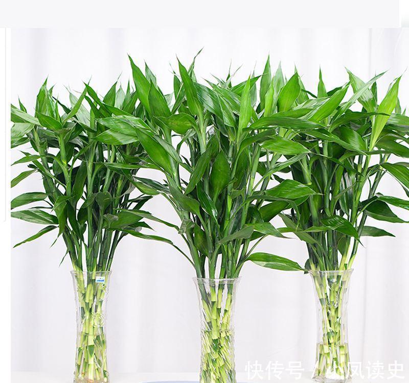 6种“富贵花”天生怕晒，客厅没光照，照样开满花，吉利旺家