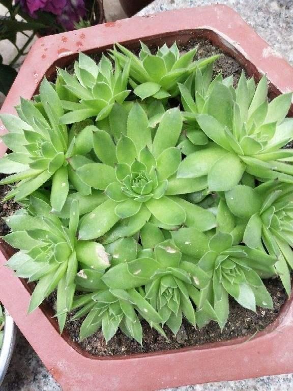 4种花特容易爆崽,呼呼长出一圈小芽,摁都摁不住