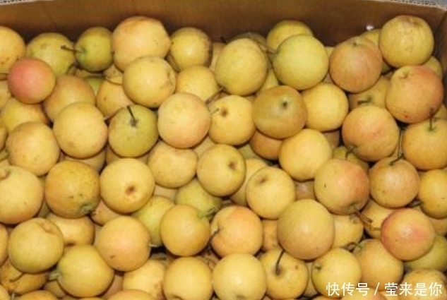 领导干|香水梨树整形修剪的常用树形种类介绍!