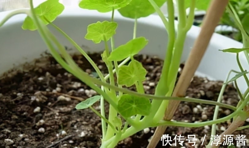 花卉|花土中长“白霜”,是因为这3方面出问题,请快速“对症解决”