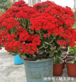 长寿花换盆,这样操作,开花多不烂根