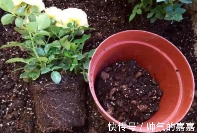 给花卉换盆，多做1个“小动作”，避免出现烂根黄叶