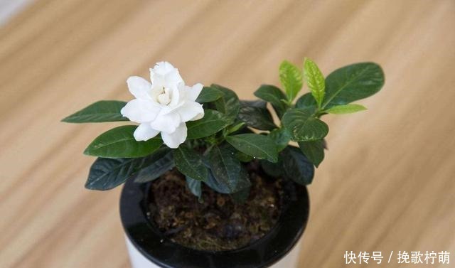刚入的手栀子花,这一步错了,就别想养活了,避开才能开花!