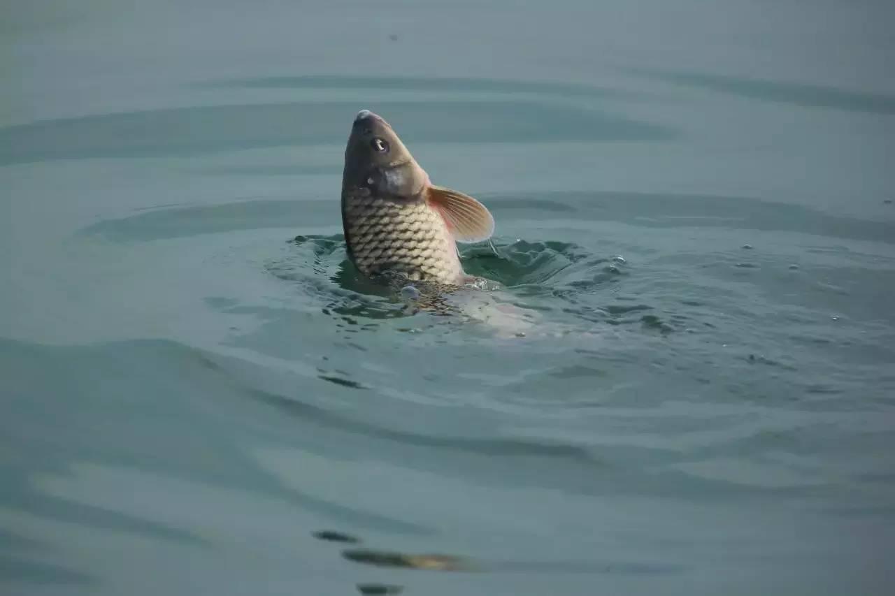 双钩的间距,看似不起眼,对渔获的影响却非常明显