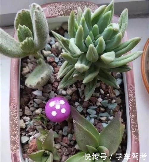 多肉皱巴巴,浇水也不活教你4招,养的圆滚滚,红扑扑!