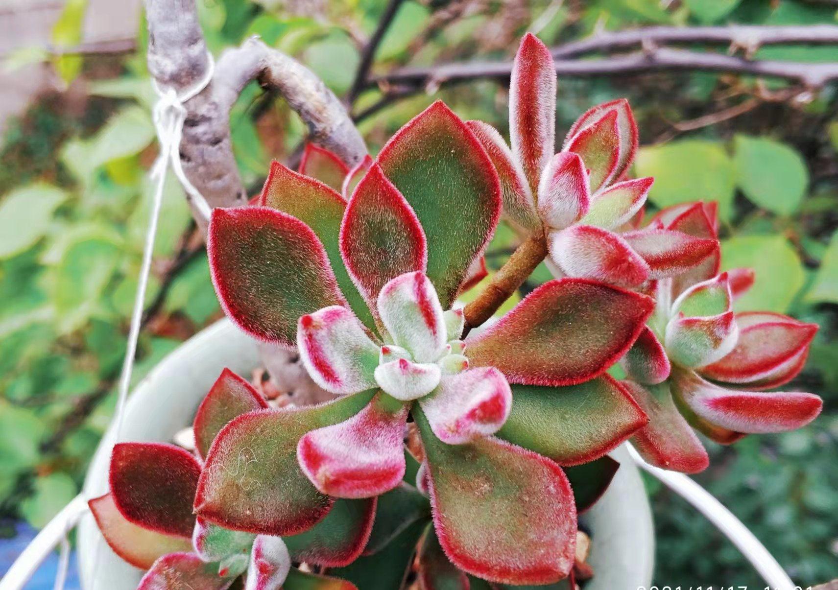 红宝石和锦晃星,两种叶片都能全红的多肉,谁才是你心目中的宝?