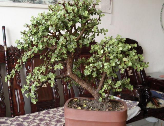 夏季养不好绿萝，不如养“2种树”，平时只浇水，长成盆景，美！