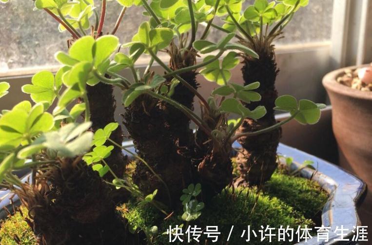 栽植株|家中该常备这种磷钾肥，养花能催花，盆栽则可改变土壤酸碱性