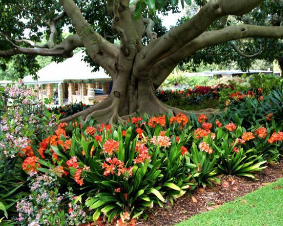 大姨养君子兰,天热挖坑埋点''它'',自带果香,侧芽蹭蹭窜