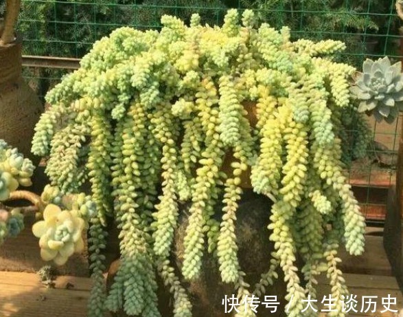 多肉玉缀又徒又绿该怎么办满足这些条件，盆栽马上变漂亮！