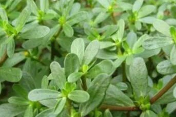 马齿苋|夏季必吃的四种野菜,既是食材又是药材,营养健康多给家人吃!