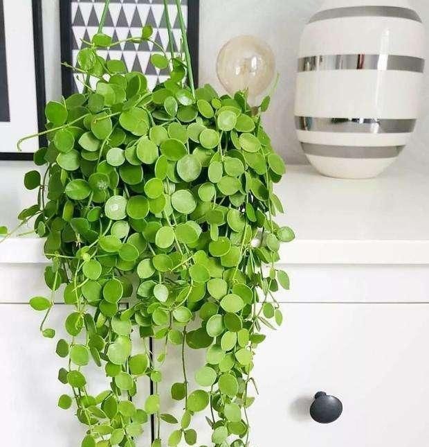 6种花适合吊起来养，挂在窗前，比窗帘还好看
