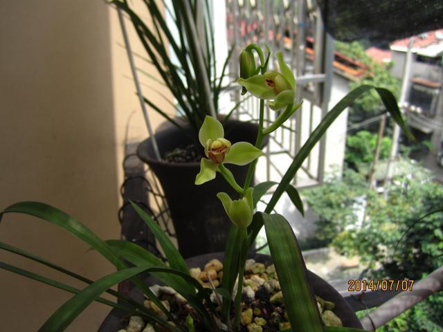 适合新手养的兰花,价格便宜,好养易成活,夏季也开花,花香四溢