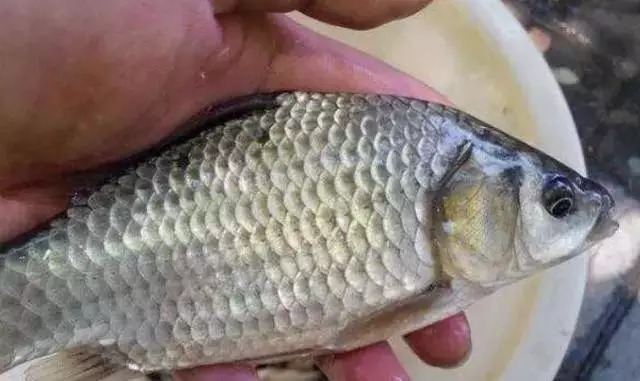 二月刚到,老钓鱼人就用这春钓秘诀,百试百灵,不想连竿都不行