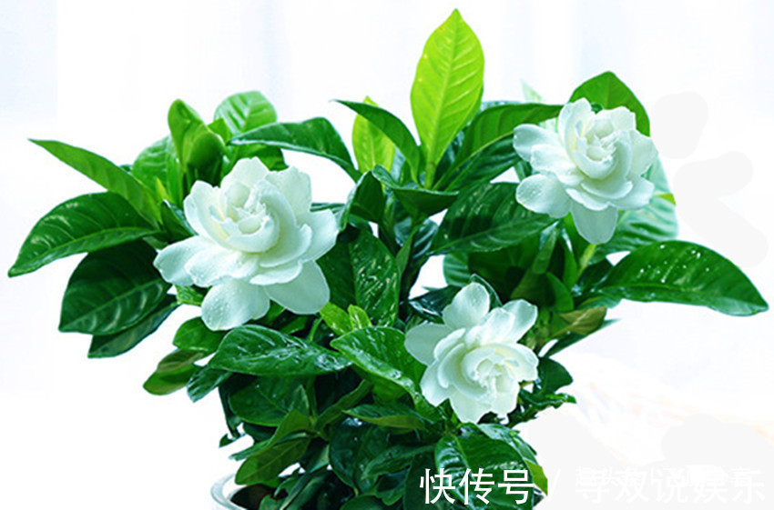 黄叶|养杜鹃、枙子花、茶花用它喷一喷,不发黄、不掉叶,花苞挂满枝