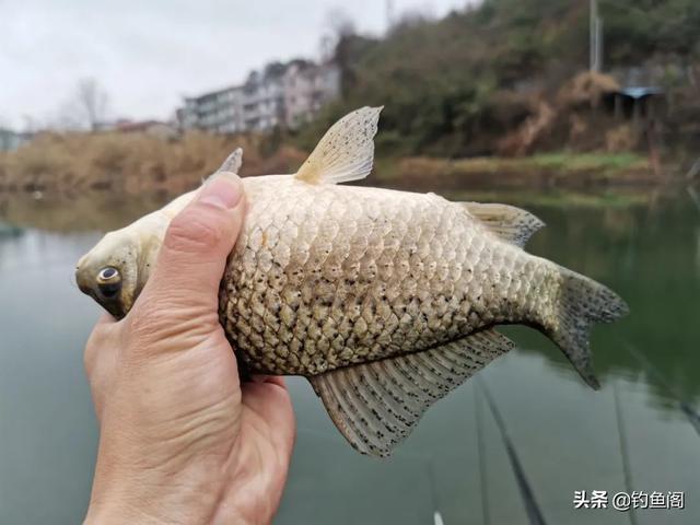 锅底型|一到中午就停口该怎么办频繁补窝是下策，教你一招打开鱼口