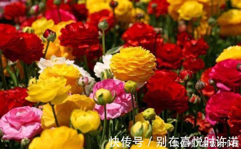 月季|4种花比牡丹还漂亮，比绿萝还好养，年年花开不断，一盆开花100朵