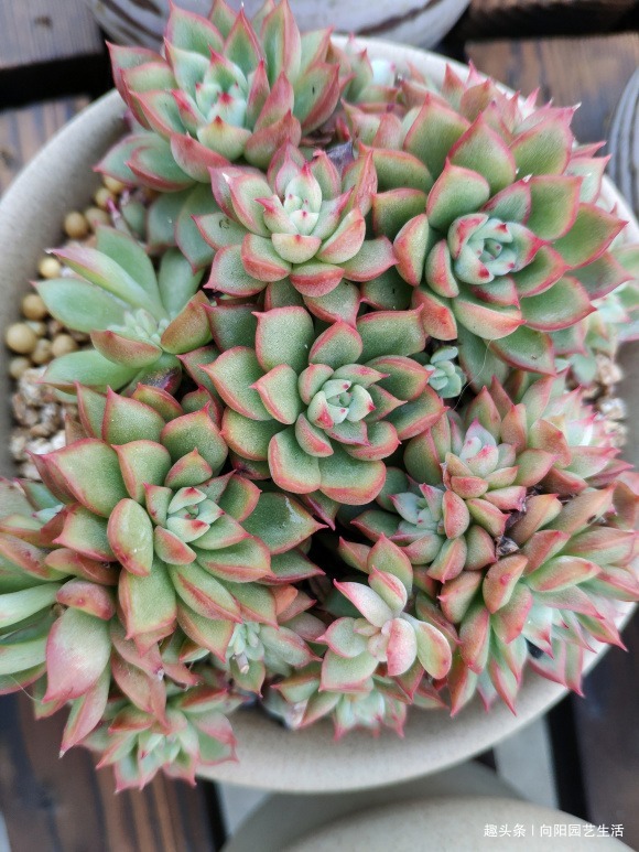 多肉买回家,总是养死,都是卖家的“小心机”,很多人都中过招