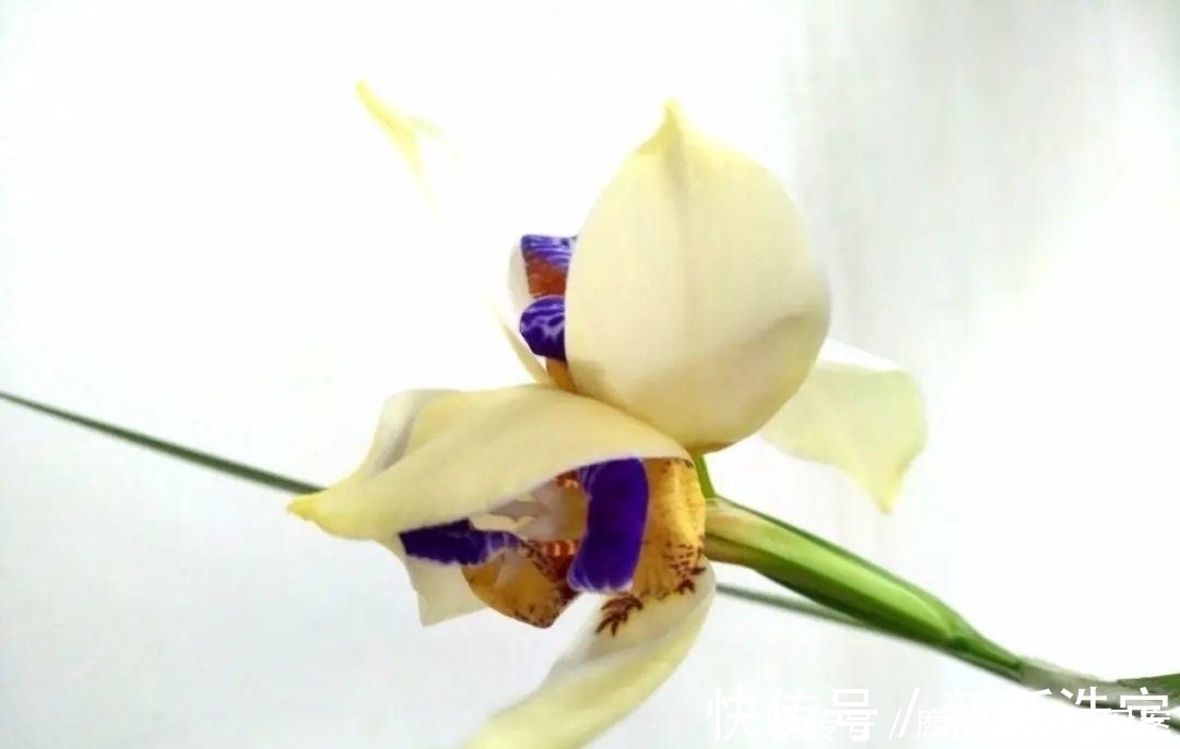 叶插|长寿开花变异了,十年都见不到一次,真稀罕