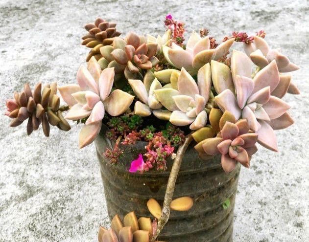 白根|只要家里有油桶,就不用花钱买花盆多肉种在油桶里,叶子胖嘟嘟