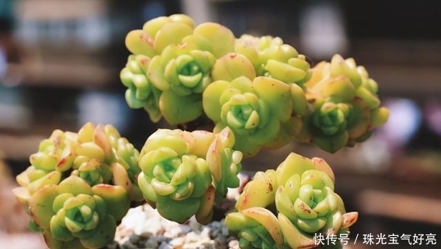 土壤|家养这3种贵货多肉,学会这几种养护技巧,轻松开满盆