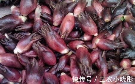 洋火|农村常见的野味,被日本人赞为“亚洲人参”,村民却拿来喂猪