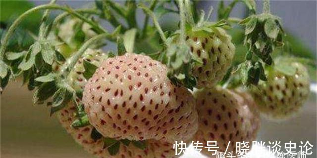 常吃|人到中年，常吃三种食物，滋肝补肾，排毒减肥，增强体质