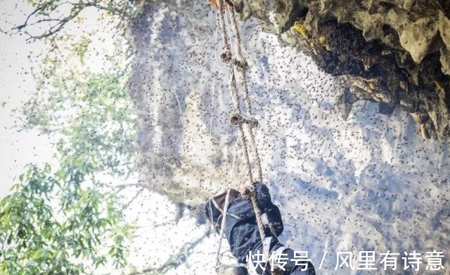 采蜜人|喜马拉雅悬崖上的采蜜人：百米高空拿命采蜜，每公斤蜂蜜卖2万元