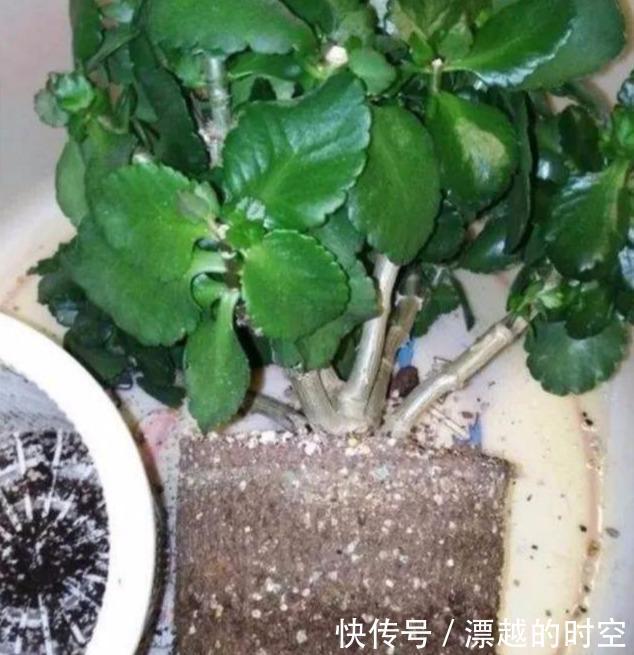 长寿花|刚买的长寿花,换盆做好“3件事”,蹭蹭长新芽,开花就爆盆