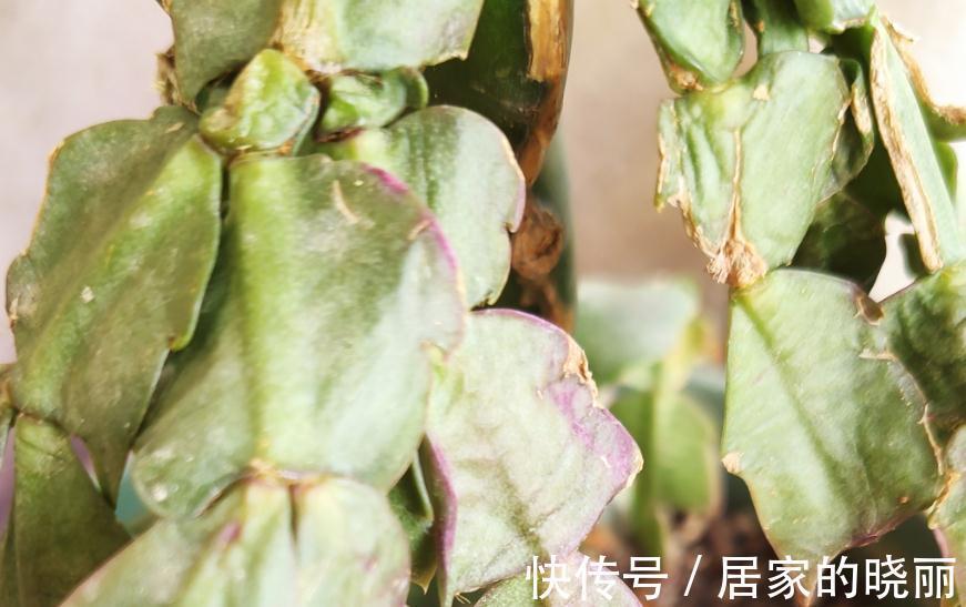 夏季蟹爪兰叶片萎蔫还烂根,实践告诉您是这些地方没做好导致的