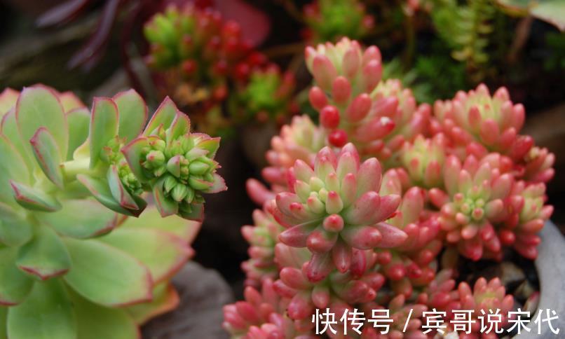 自来水|休眠中的多肉，遇上高温天，想“保命”就得落实此4点