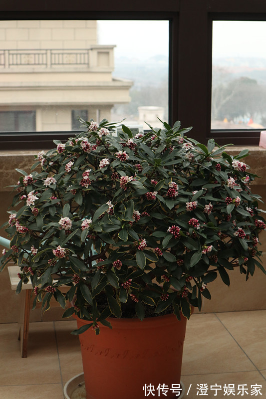 瑞香|最芳香的花，花开一朵，满室飘香，花期长，种植简单，是盆栽佳品