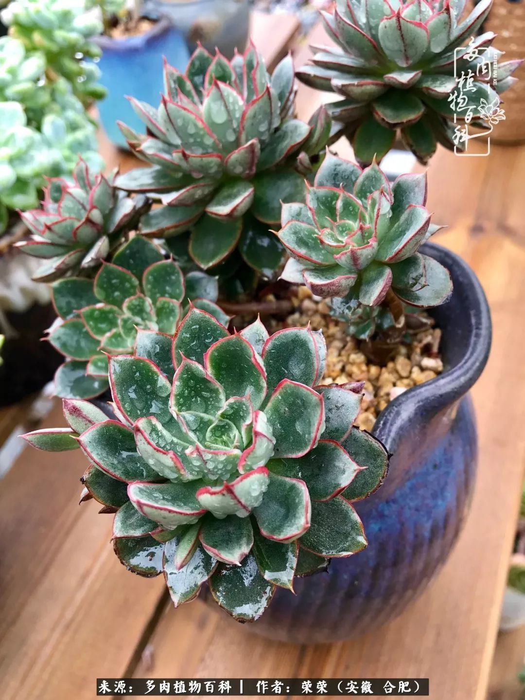 初秋时节,度夏后的多肉陆续回归!偷偷上了一层淡妆!