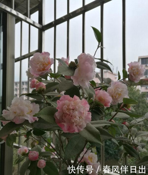 “4种花”好养又漂亮,随便一养成花海,美不胜收,你养了吗