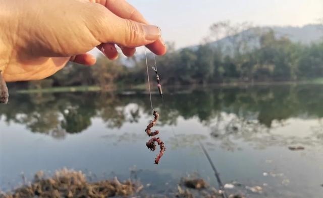 细线|冬钓鲫鱼用多粗的线:0.8子线和0.4子线有何区别?