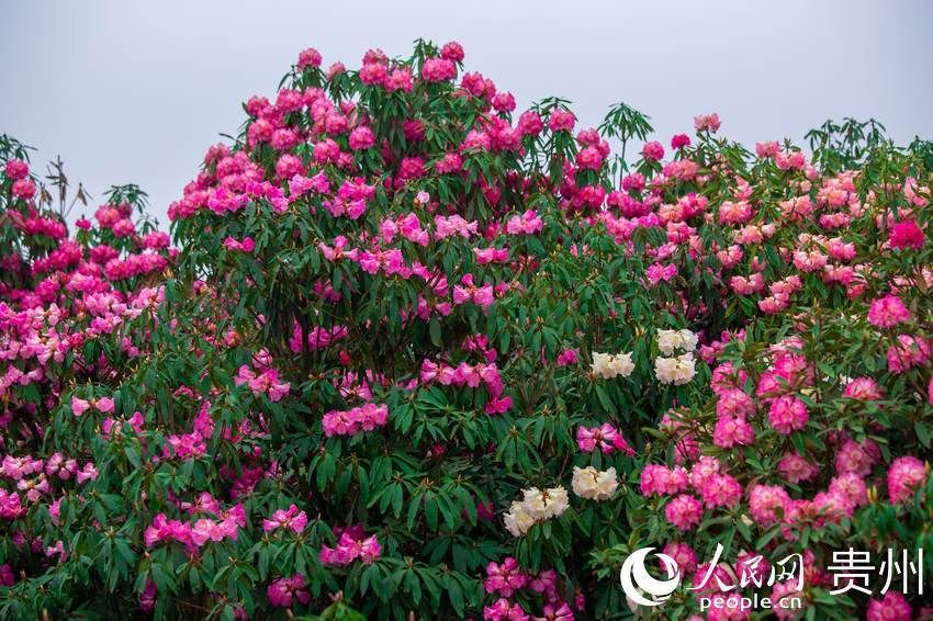 一路繁花似锦 百里杜鹃花开