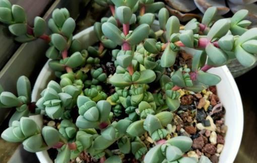 4种漂亮多肉，夏天变成“大水桶”，水越多越旺盛，不黑腐不化水