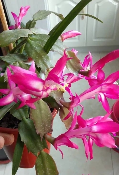 浇水|蟹爪兰焉焉的怎么办蟹爪兰要怎么浇水是浇大水还是少浇水