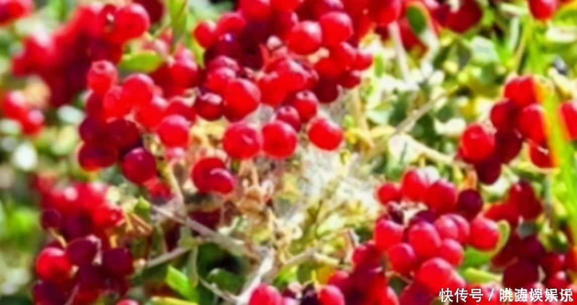 食物|女性想要皮肤好,3种食物轮着吃,美容养颜,滋养肌肤,早吃早美