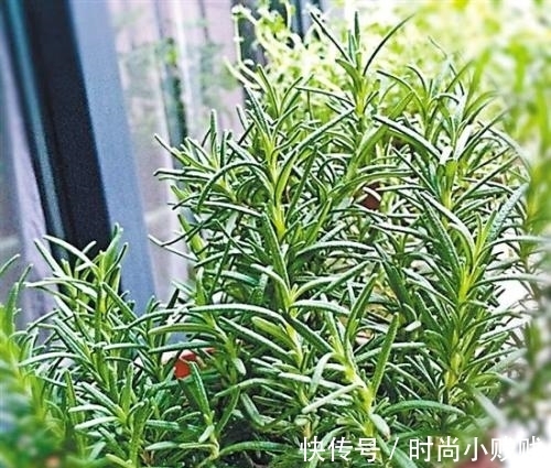 六种花是有名的“生活小帮手”，建议养一盆，以备不时之需