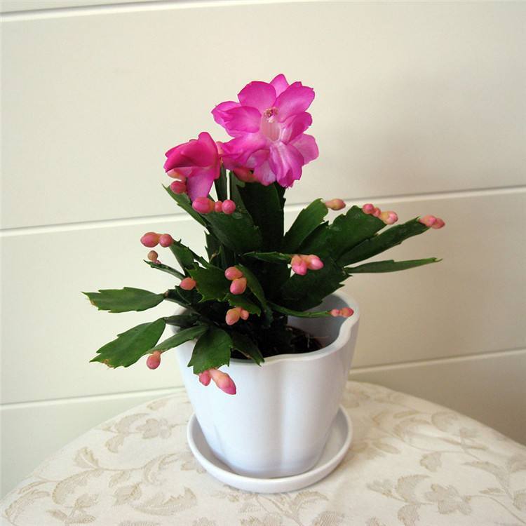 常见的4种花,再便宜也不要买,摘几片叶子,就能轻松养出一大盆